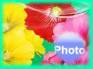Ecard greeting 4