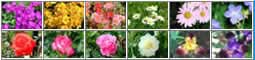 Egreeting flower Anniversary