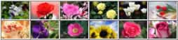 Egreeting flower